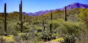 Exciting Mental Benefits of Being Outside